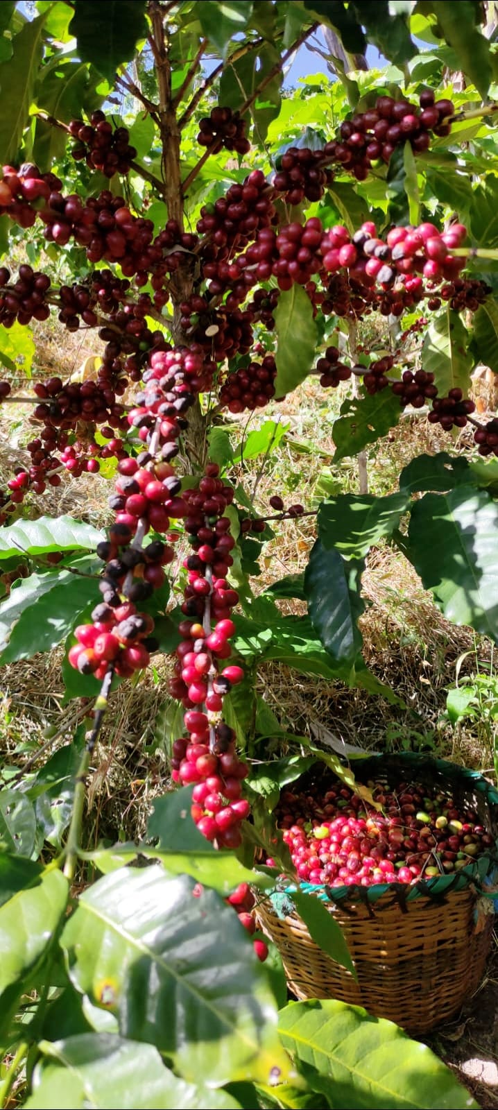 Tour Café Los Pinos